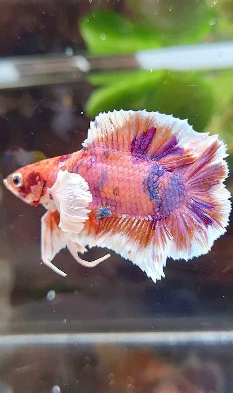 PLAKAT DUMBO EAR DOUBLE TAIL ORANGE PURPLE CANDY MULTICOLOR BETTA FISH