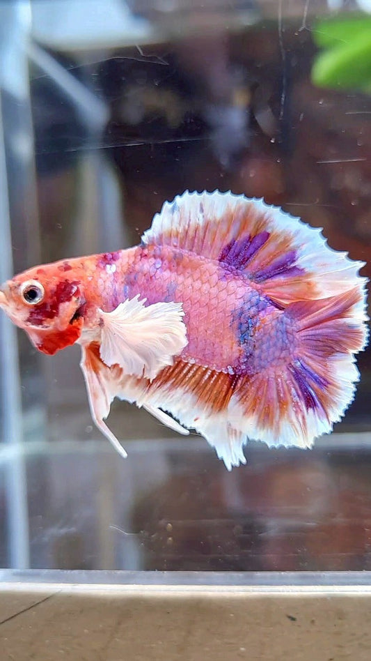 PLAKAT DUMBO EAR DOUBLE TAIL ORANGE PURPLE CANDY MULTICOLOR BETTA FISH