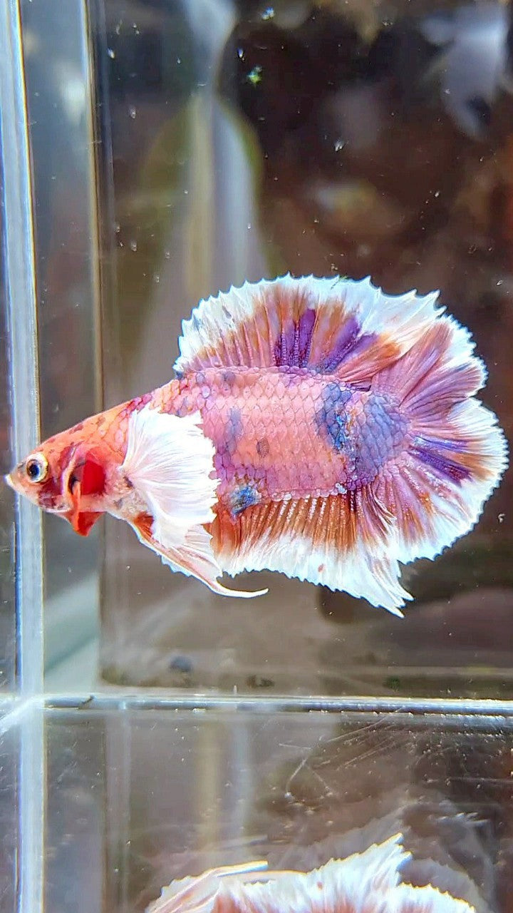 PLAKAT DUMBO EAR DOUBLE TAIL ORANGE PURPLE CANDY MULTICOLOR BETTA FISH