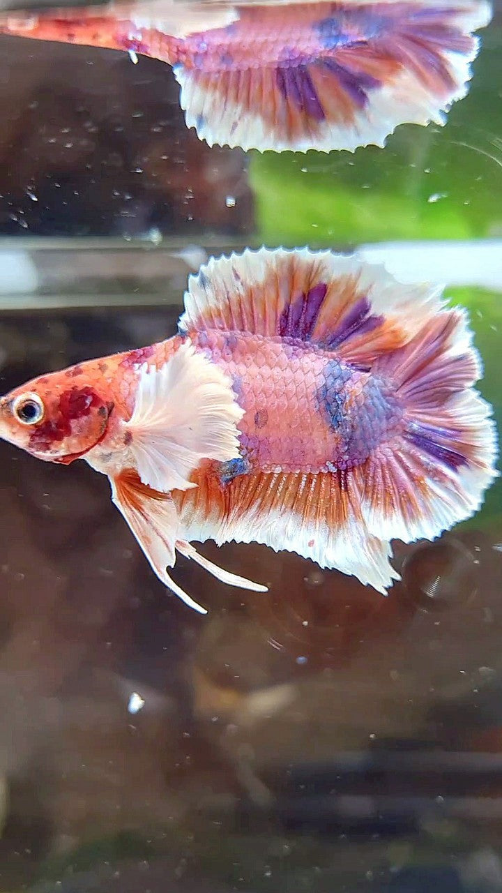 PLAKAT DUMBO EAR DOUBLE TAIL ORANGE PURPLE CANDY MULTICOLOR BETTA FISH