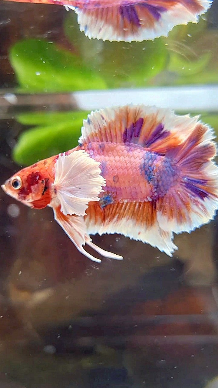 PLAKAT DUMBO EAR DOUBLE TAIL ORANGE PURPLE CANDY MULTICOLOR BETTA FISH