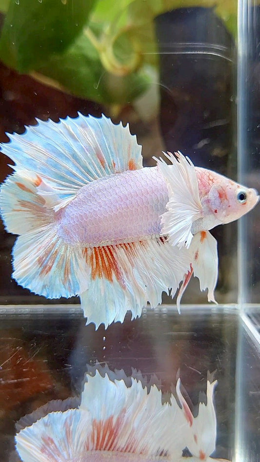 PLAKAT DUMBO EAR DOUBLE TAIL WHITE ORANGE WASH BETTA FISH
