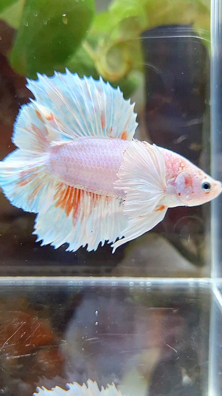 PLAKAT DUMBO EAR DOUBLE TAIL WHITE ORANGE WASH BETTA FISH