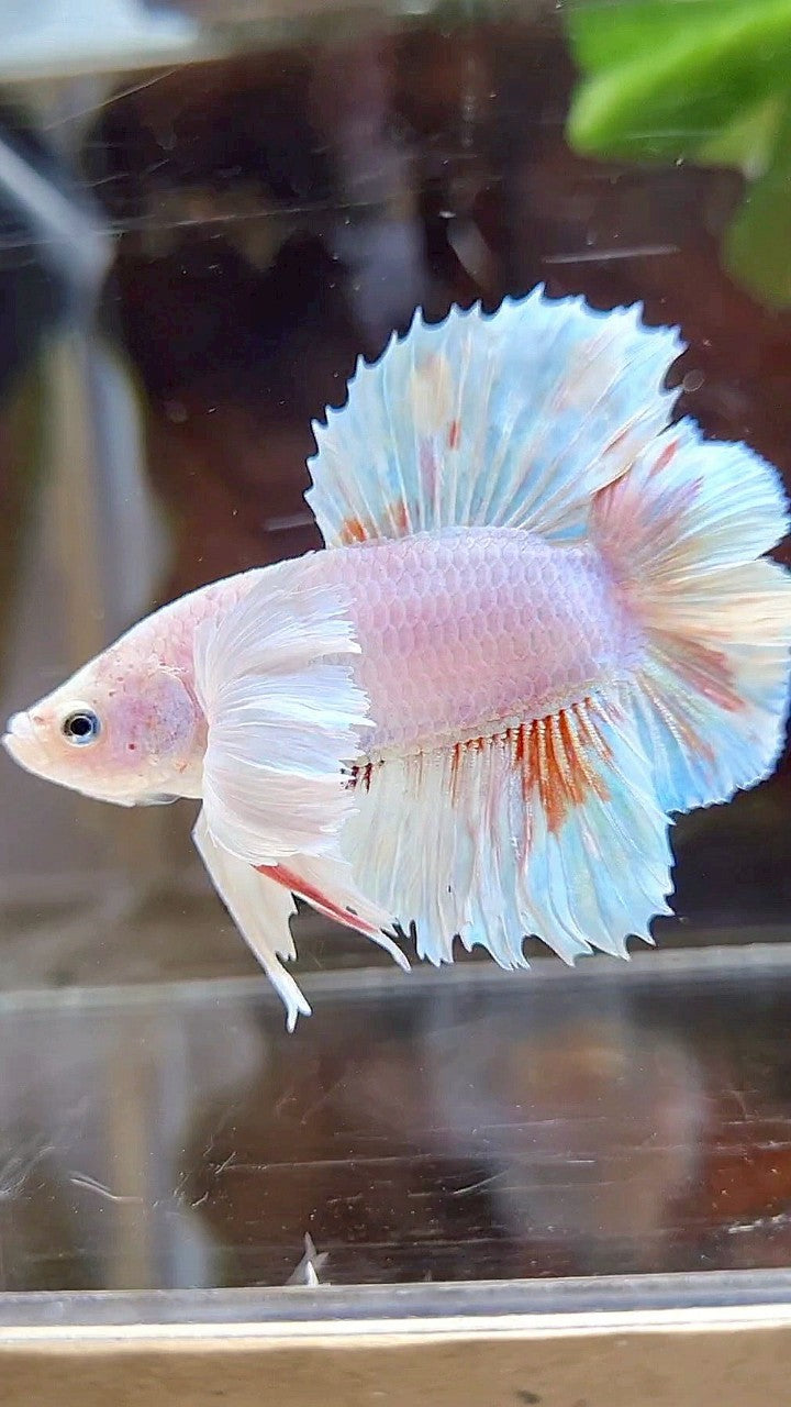 PLAKAT DUMBO EAR DOUBLE TAIL WHITE ORANGE WASH BETTA FISH