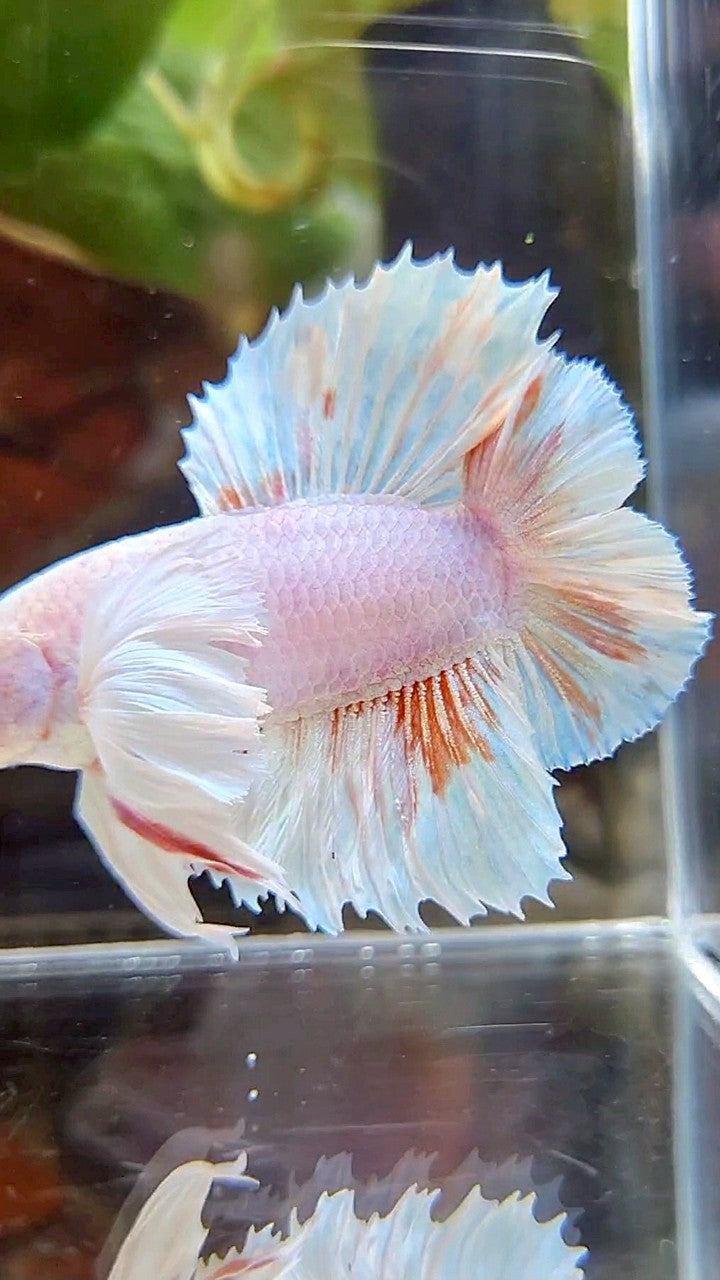 PLAKAT DUMBO EAR DOUBLE TAIL WHITE ORANGE WASH BETTA FISH