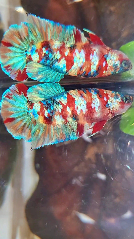 FEMALE PLAKAT ORANGE YELLOW GALAXY MULTICOLOR BETTA FISH
