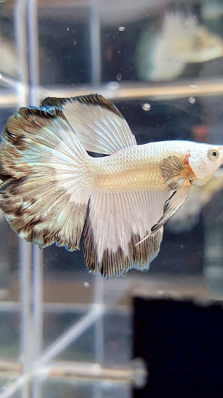 HALFMOON ROSETAIL COPPER RIM BUTTERFLY BETTA FISH