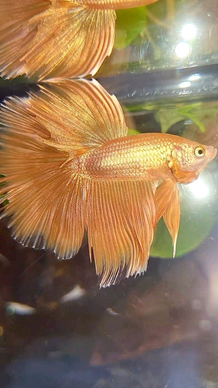 HALFMOON ROSETAIL SUPER GOLD BETTA FISH