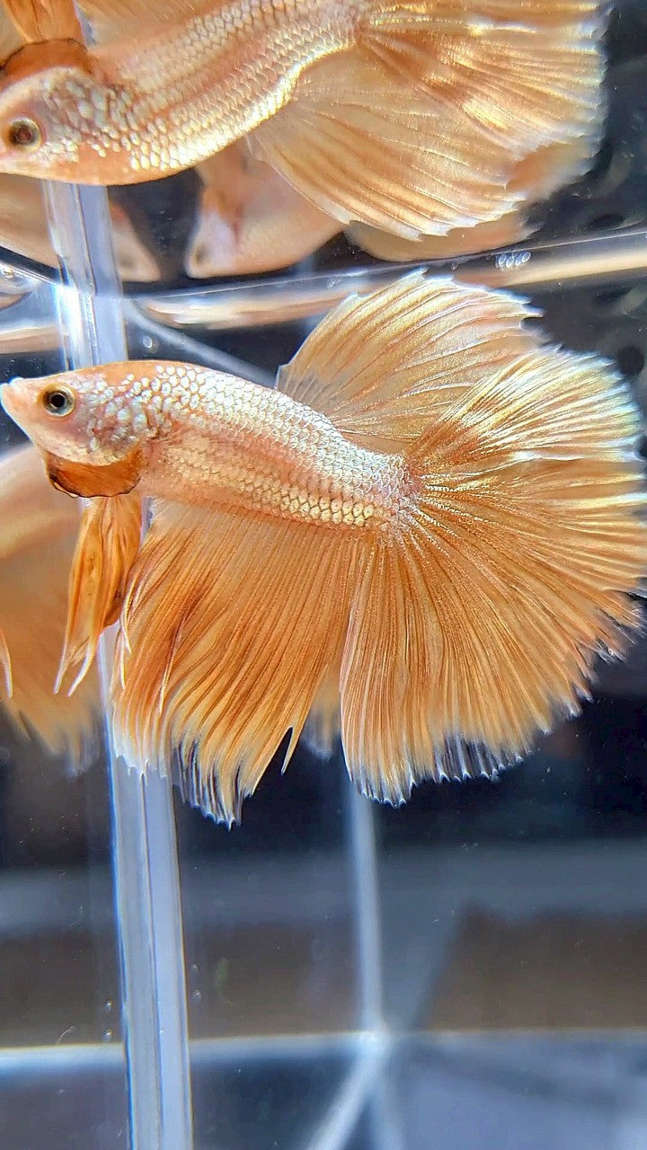HALFMOON ROSETAIL SUPER GOLD BETTA FISH