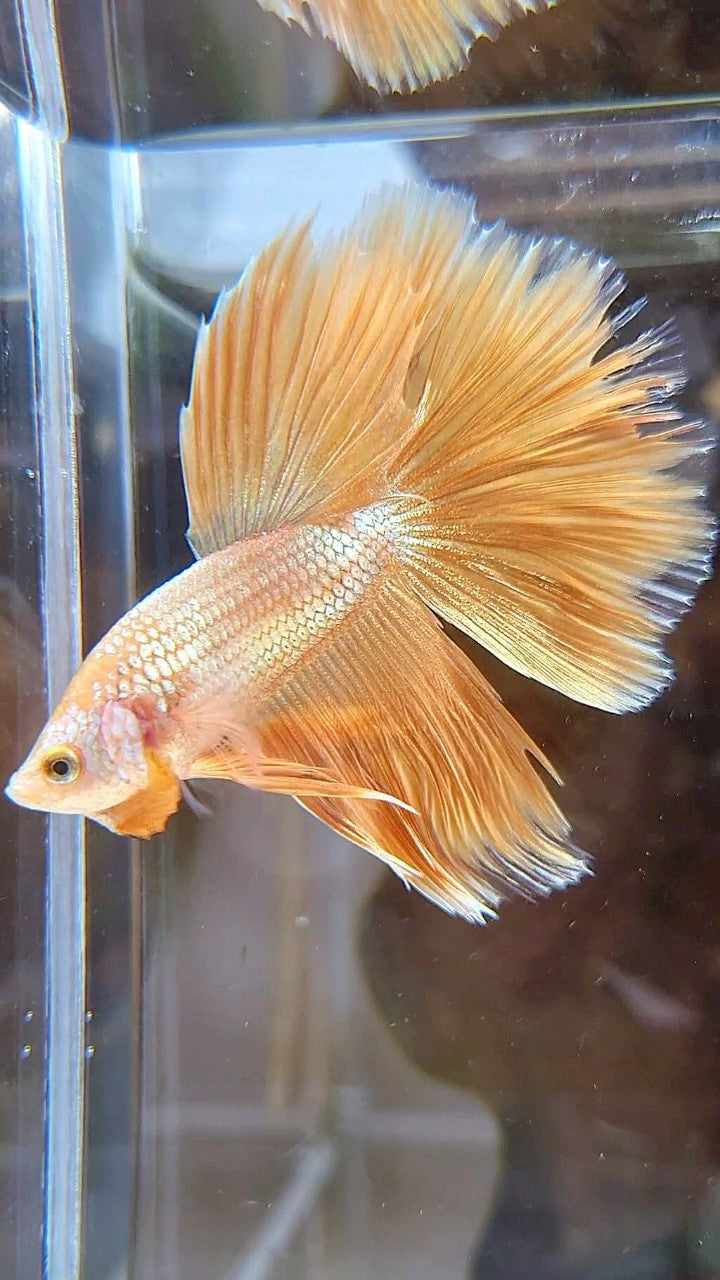 HALFMOON ROSETAIL SUPER GOLD BETTA FISH
