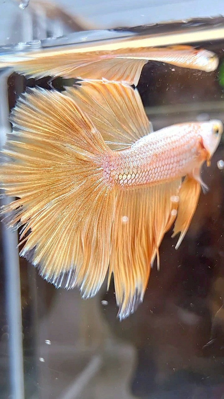 HALFMOON ROSETAIL SUPER GOLD BETTA FISH