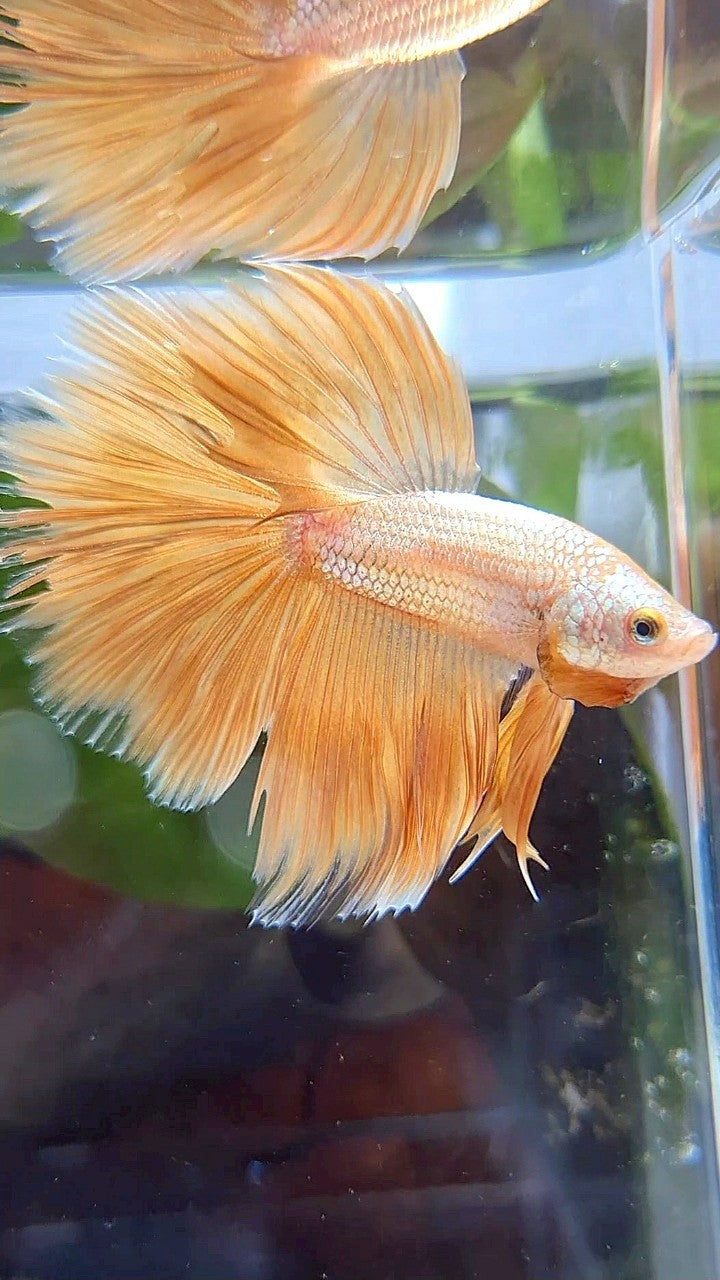 HALFMOON ROSETAIL SUPER GOLD BETTA FISH