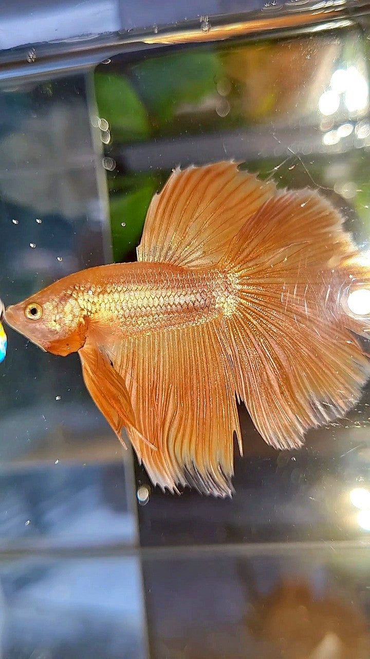 HALFMOON ROSETAIL SUPER GOLD BETTA FISH