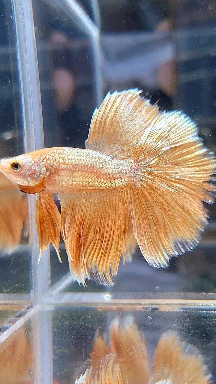 HALFMOON ROSETAIL SUPER GOLD BETTA FISH