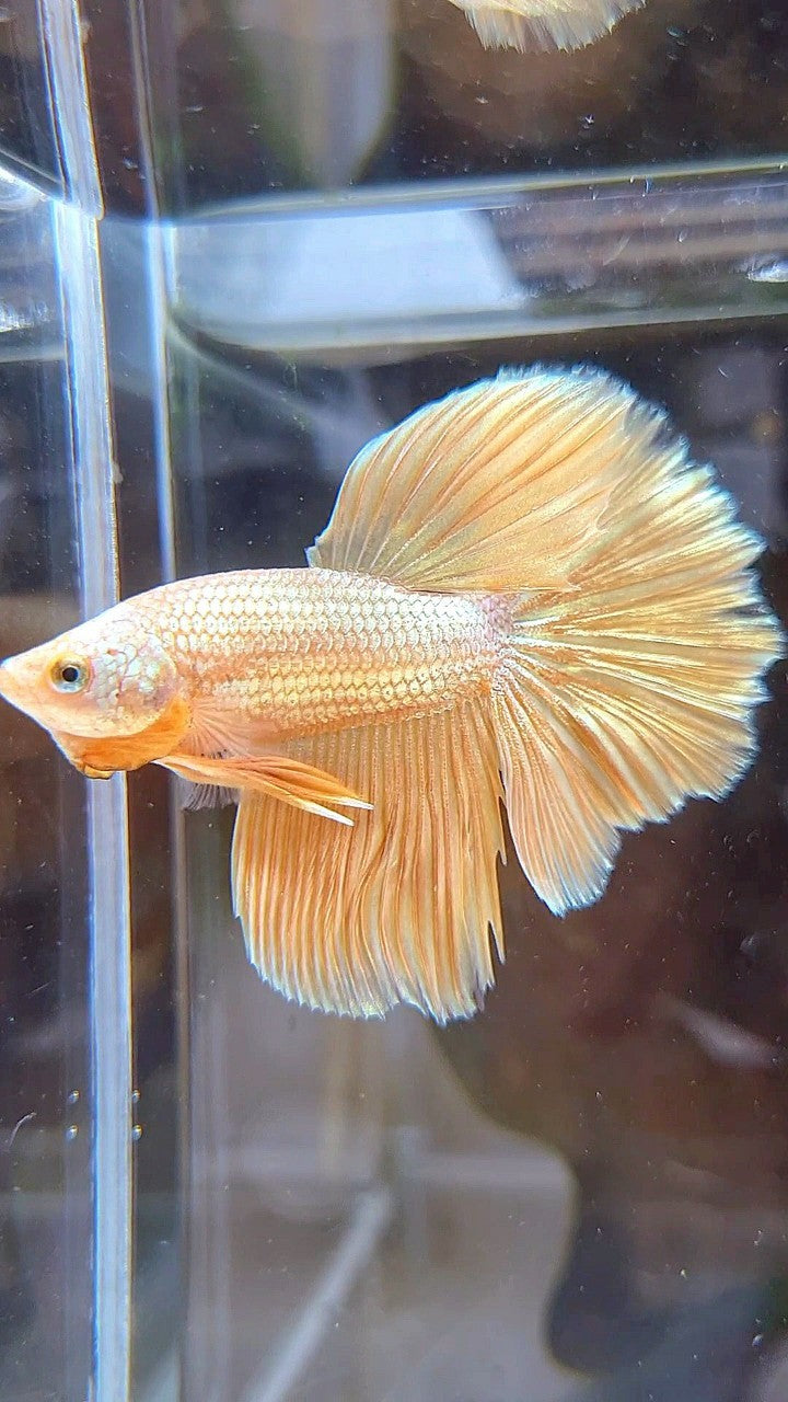 HALFMOON ROSETAIL SUPER GOLD BETTA FISH