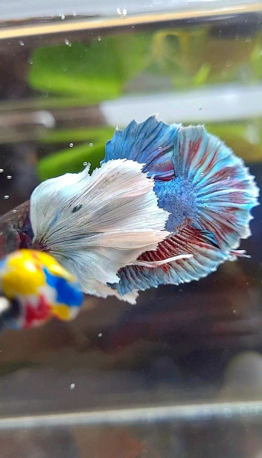 PLAKAT SUPER DUMBO EAR BLUE GRAY BETTA FISH