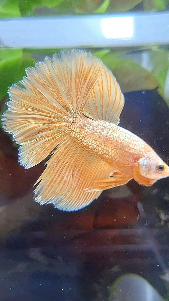HALFMOON ROSETAIL SUPER GOLD BETTA FISH