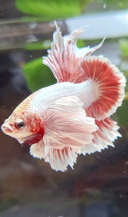 LUXURY HMPK SUPER DUMBO EAR RED LAVENDER BETTA FISH