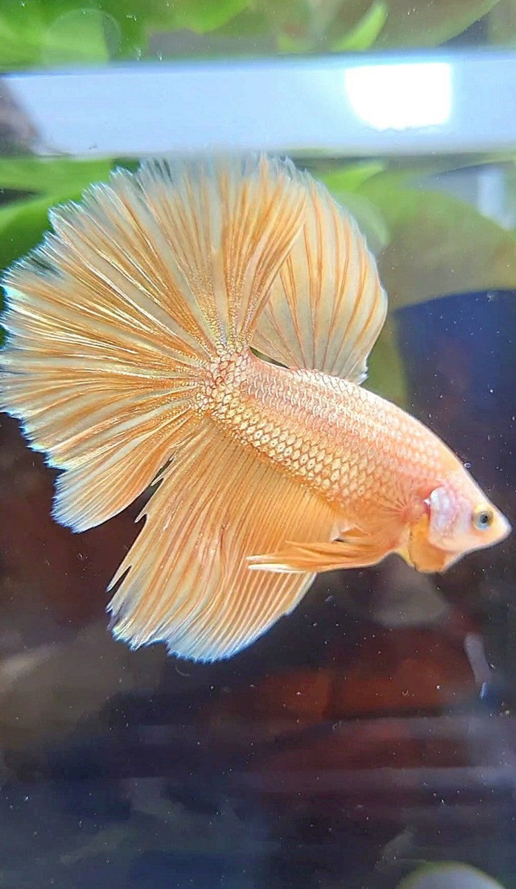 HALFMOON ROSETAIL SUPER GOLD BETTA FISH