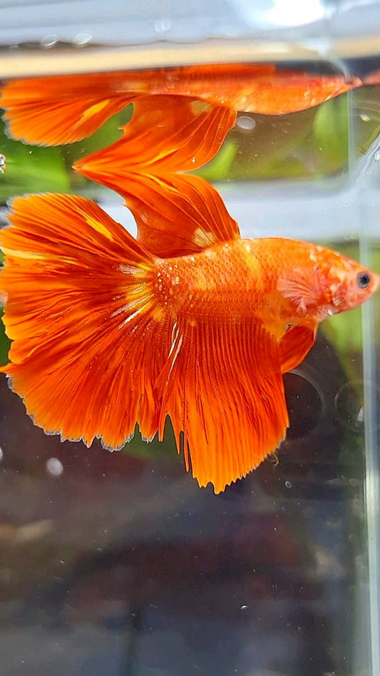 HALFMOON SUPER FIRE LEOPARD GOLD GALAXY BETTA FISH
