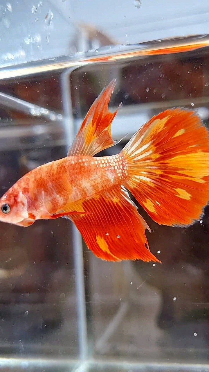 HALFMOON LEOPARD FIRE BETTA FISH