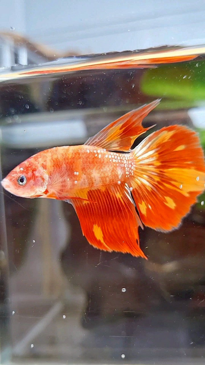 HALFMOON LEOPARD FIRE BETTA FISH
