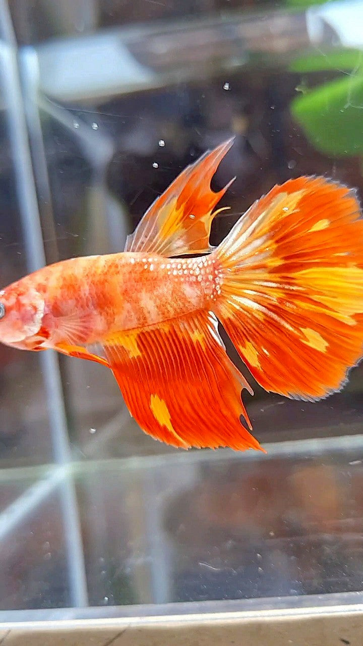 HALFMOON LEOPARD FIRE BETTA FISH