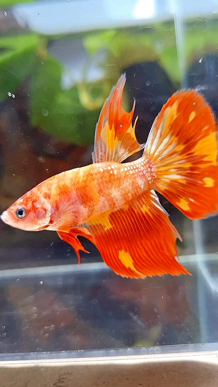 HALFMOON LEOPARD FIRE BETTA FISH