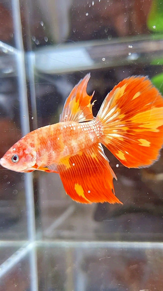 HALFMOON LEOPARD FIRE BETTA FISH