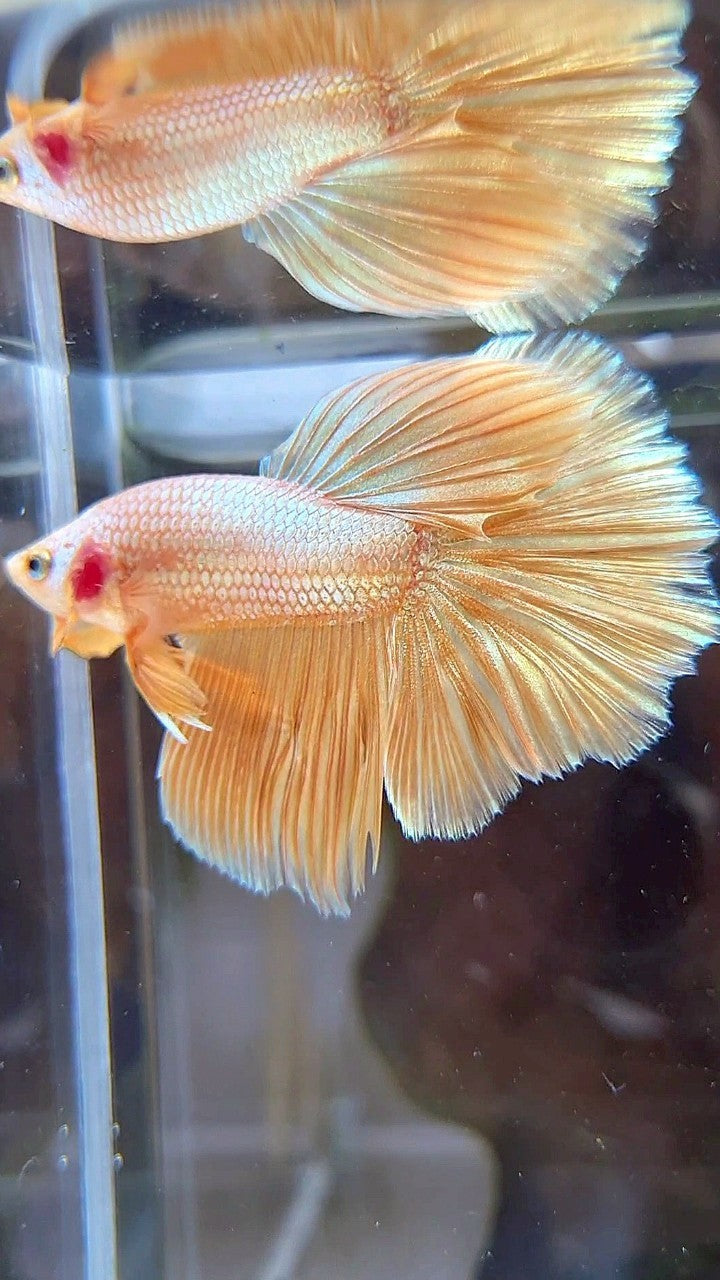 HALFMOON ROSETAIL SUPER GOLD BETTA FISH