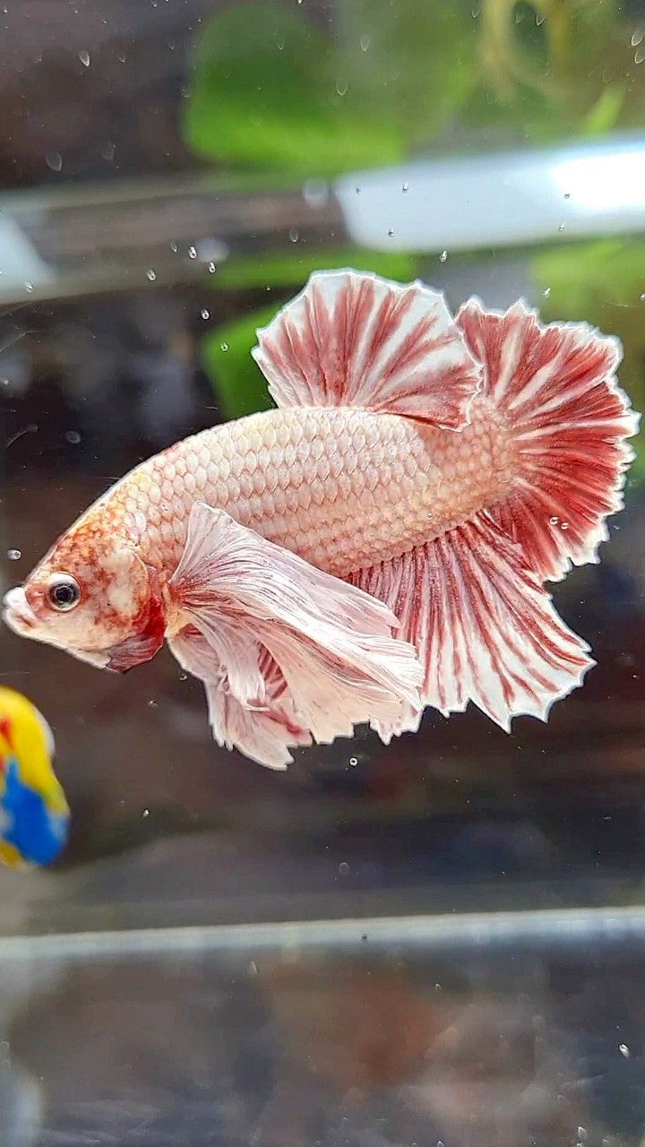 PLAKAT SUPER DUMBO EAR RED WHITE LAVENDER BETTA FISH