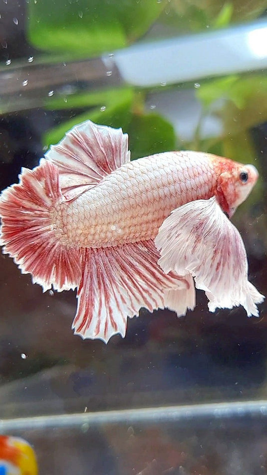 PLAKAT SUPER DUMBO EAR RED WHITE LAVENDER BETTA FISH