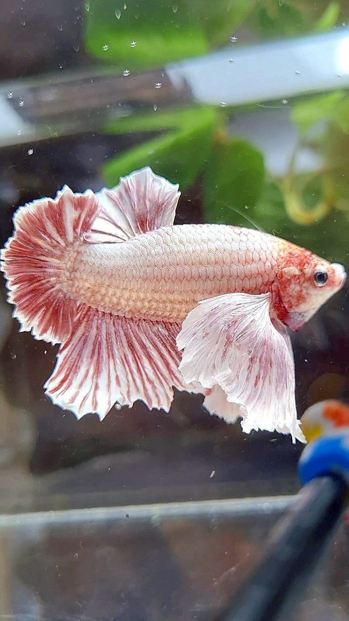PLAKAT SUPER DUMBO EAR RED WHITE LAVENDER BETTA FISH