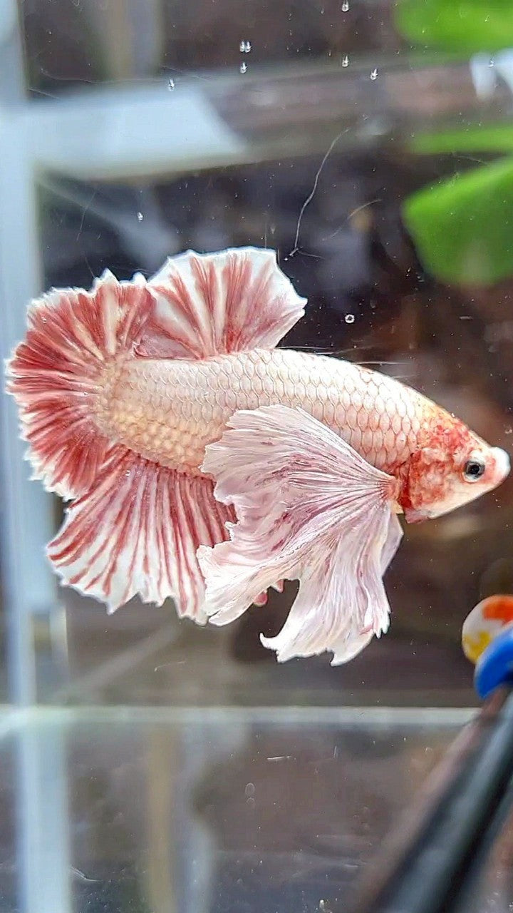 PLAKAT SUPER DUMBO EAR RED WHITE LAVENDER BETTA FISH