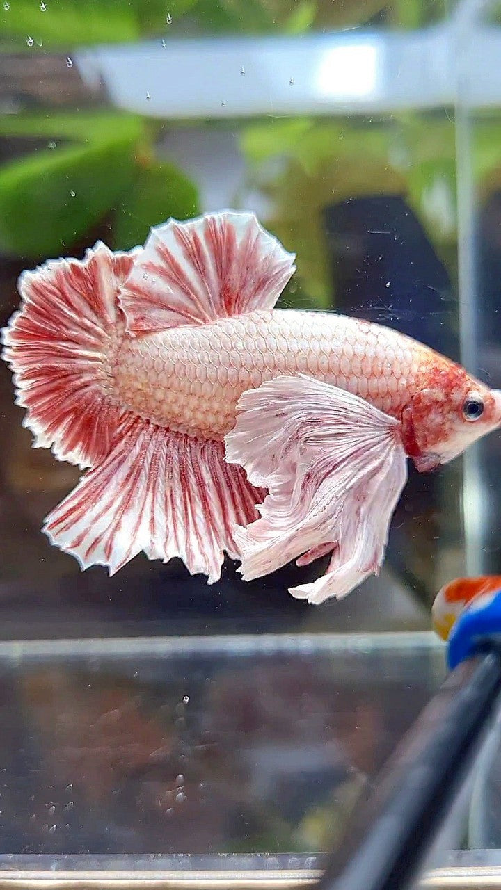 PLAKAT SUPER DUMBO EAR RED WHITE LAVENDER BETTA FISH