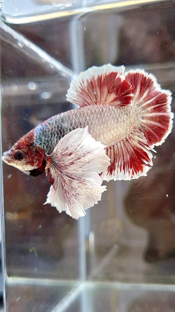 PLAKAT SUPER DUMBO EAR RED WHITE COPPER WASH BETTA FISH