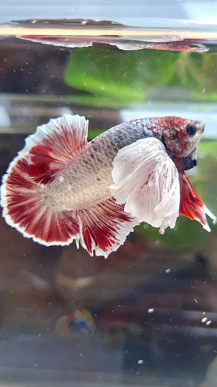 PLAKAT SUPER DUMBO EAR RED WHITE COPPER WASH BETTA FISH