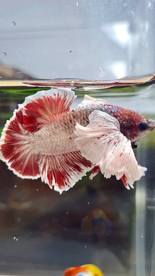 PLAKAT SUPER DUMBO EAR RED WHITE COPPER WASH BETTA FISH