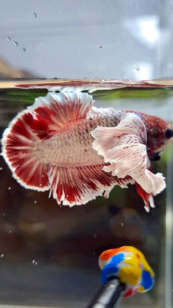 PLAKAT SUPER DUMBO EAR RED WHITE COPPER WASH BETTA FISH