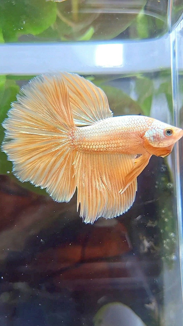 HALFMOON ROSETAIL SUPER GOLD BETTA FISH