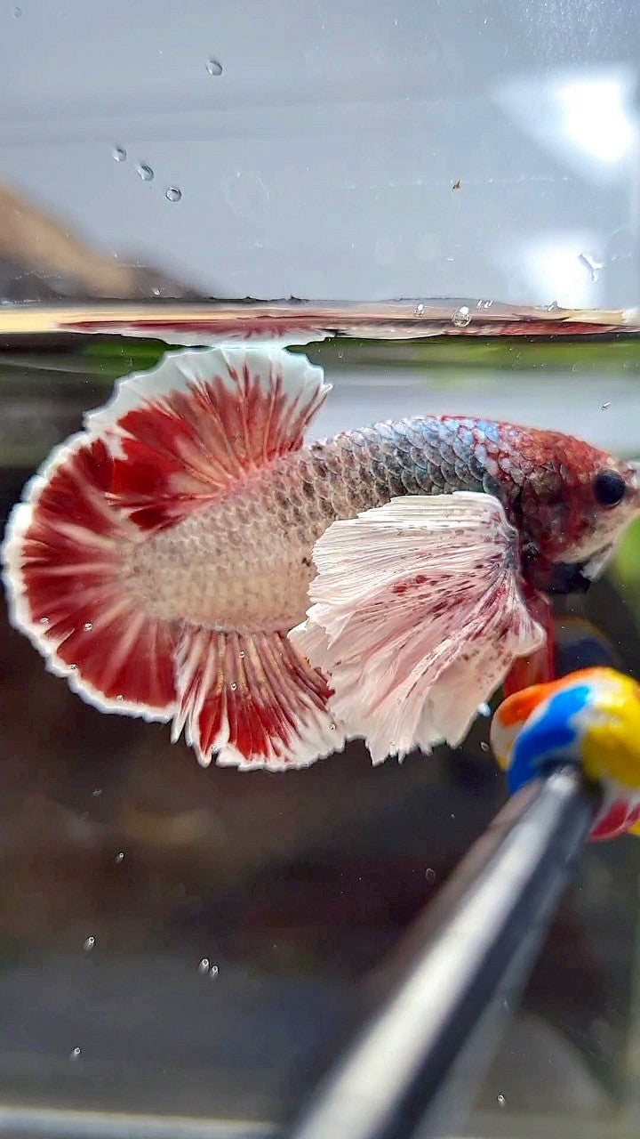 PLAKAT SUPER DUMBO EAR RED WHITE COPPER WASH BETTA FISH