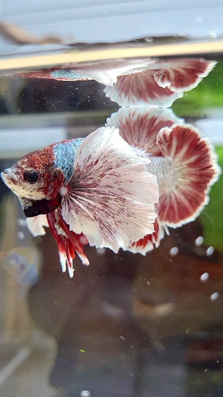 PLAKAT SUPER DUMBO EAR RED WHITE COPPER WASH BETTA FISH