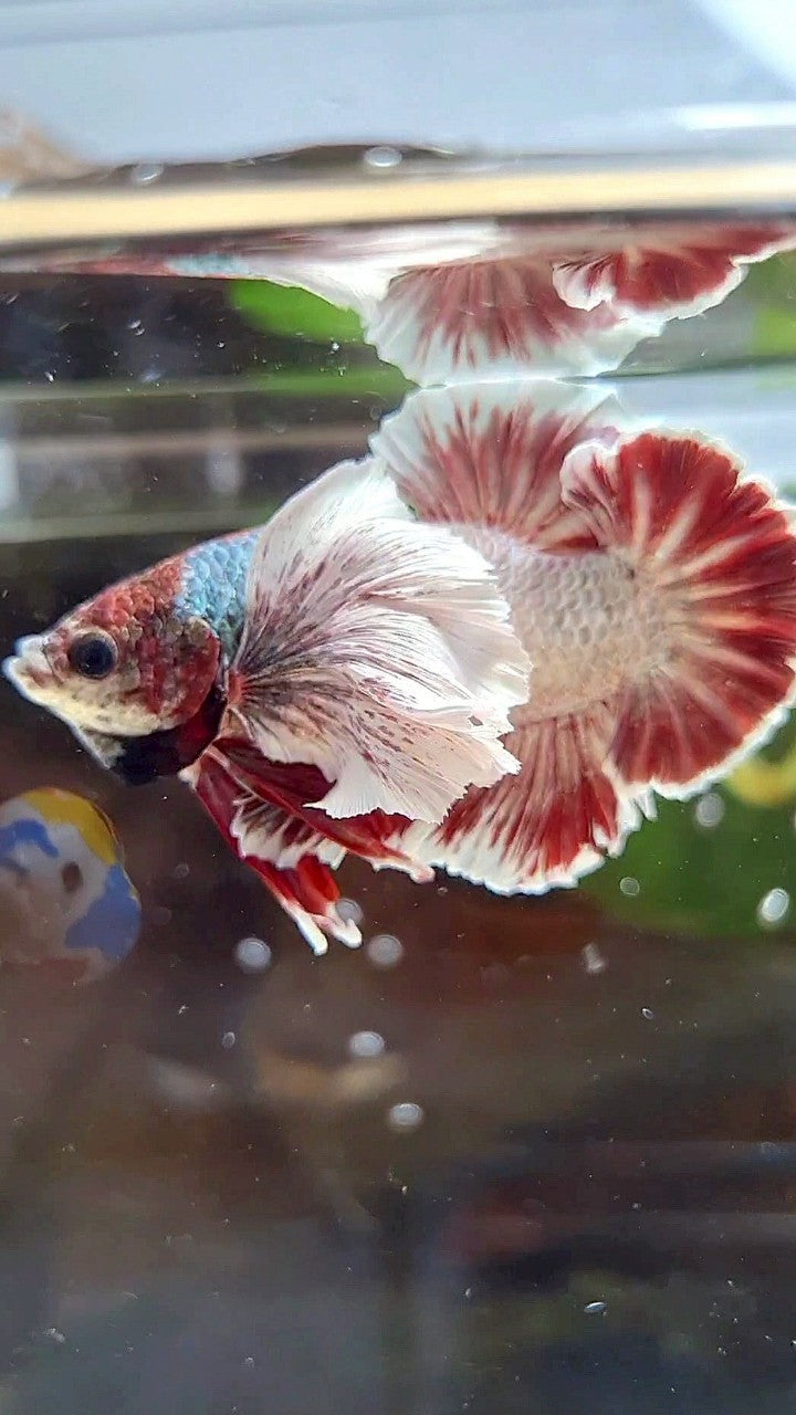 PLAKAT SUPER DUMBO EAR RED WHITE COPPER WASH BETTA FISH