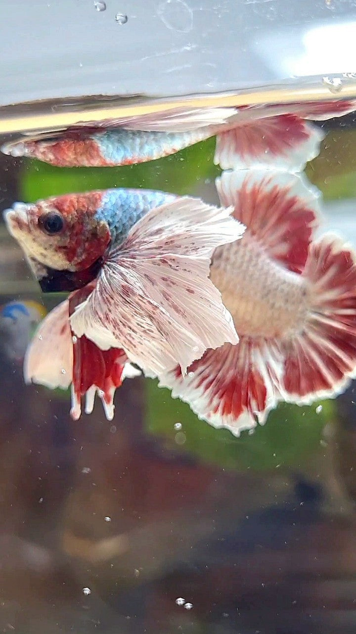PLAKAT SUPER DUMBO EAR RED WHITE COPPER WASH BETTA FISH