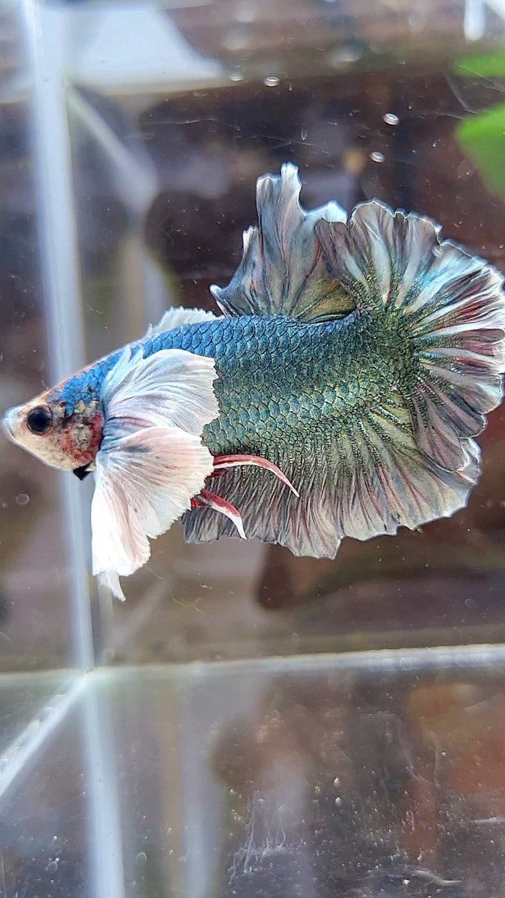 PLAKAT SUPER DUMBO EAR COPPER ARMY BETTA FISH
