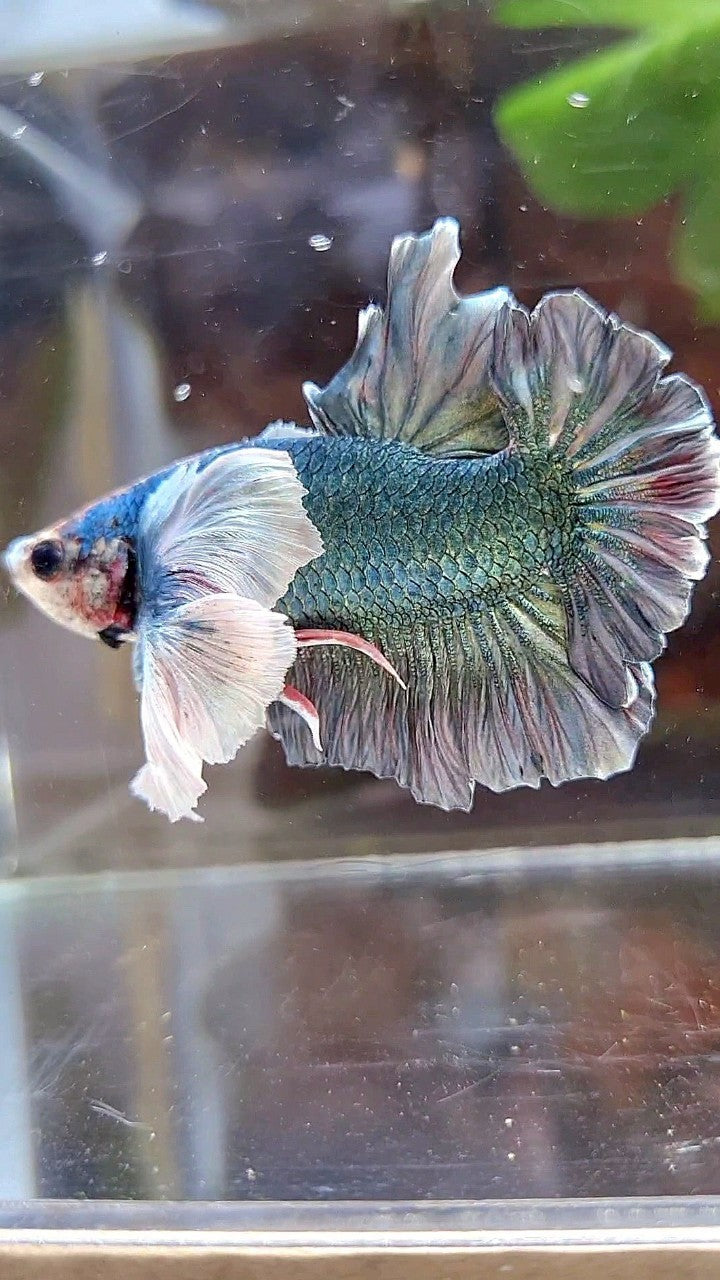 PLAKAT SUPER DUMBO EAR COPPER ARMY BETTA FISH