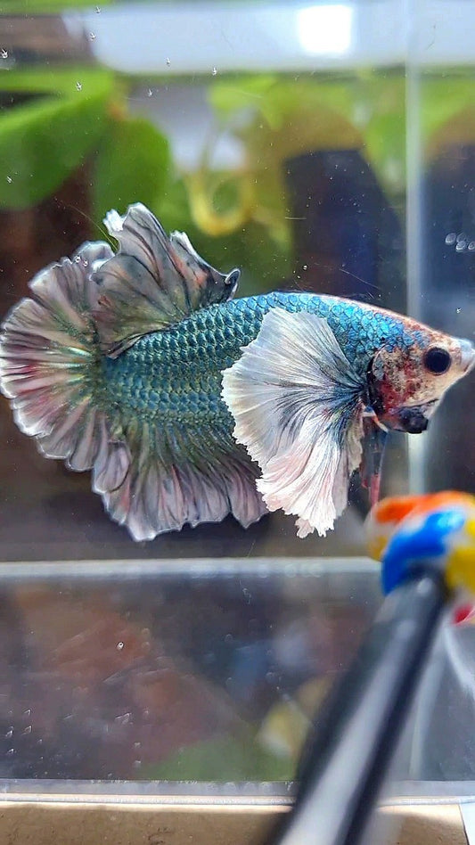 PLAKAT SUPER DUMBO EAR COPPER ARMY BETTA FISH