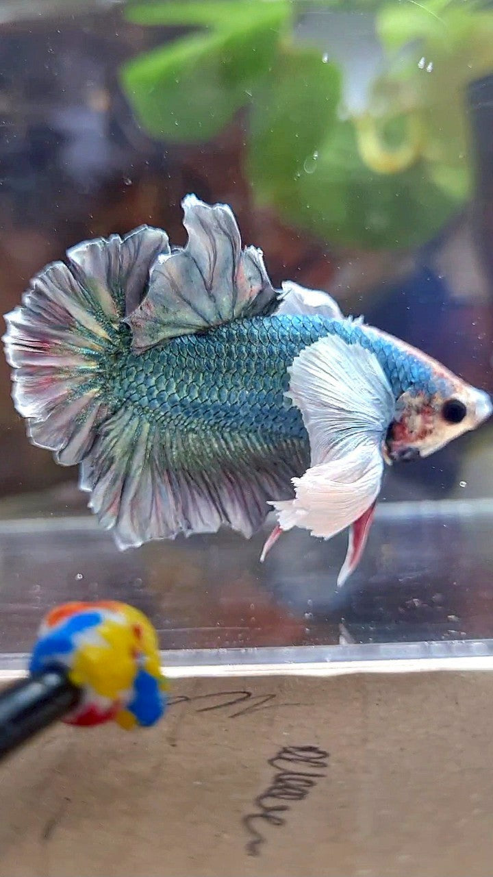 PLAKAT SUPER DUMBO EAR COPPER ARMY BETTA FISH