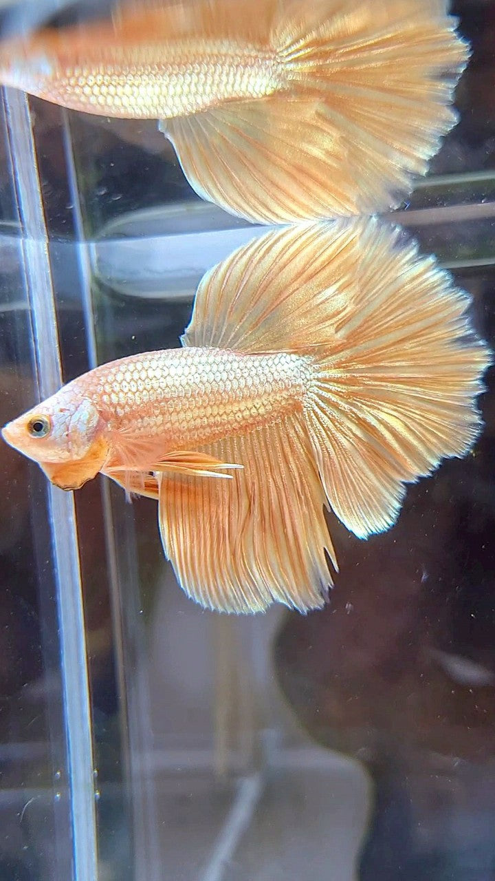 HALFMOON ROSETAIL SUPER GOLD BETTA FISH