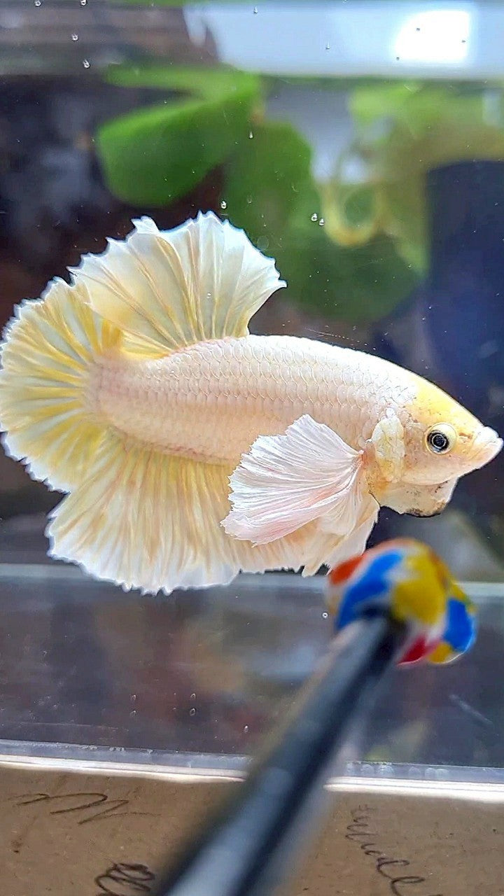 LUXURY HMPK SUPER DUMBO EAR GOLD SOFT BETTA FISH